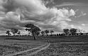 fields and sky